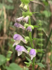 Scutellaria altissima