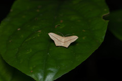 Timandra convectaria