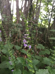 Scutellaria altissima