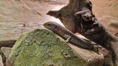 Vaillant's Mabuya photo 2