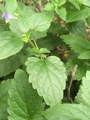 Scutellaria altissima