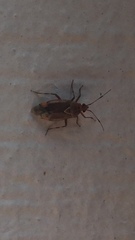 Deraeocoris flavilinea