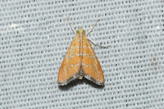 Xanthophysa psychicalis