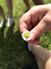 Bellis perennis