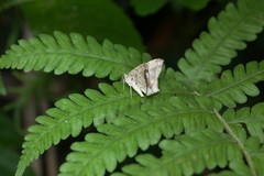 Oxymacaria temeraria