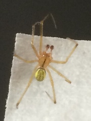 Enoplognatha ovata