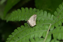 Oxymacaria temeraria