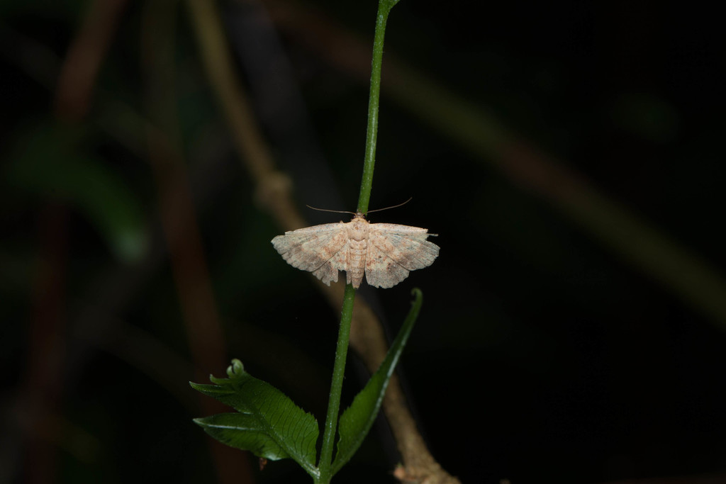 Cerynea ustula