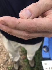 Graphopsocus