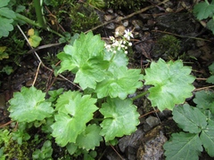 Micranthes nelsoniana aestivalis