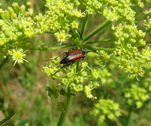 Juodasiūlis Grakštenis