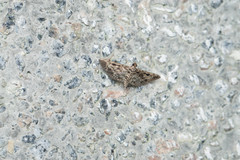 Rhimphaliodes macrostigma