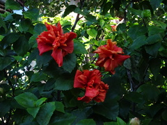 Hibiscus rosa-sinensis
