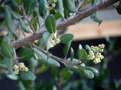 Rhus integrifolia
