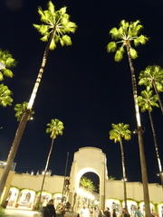 Washingtonia robusta
