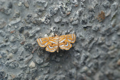 Cymoriza