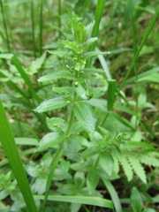 Cruciata glabra krylovii
