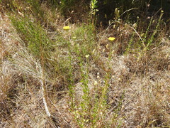 Achillea ageratum