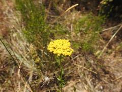 Achillea ageratum