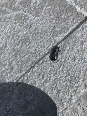 Scarites subterraneus