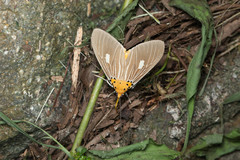 Asota plaginota