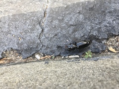 Scarites subterraneus