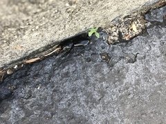 Scarites subterraneus