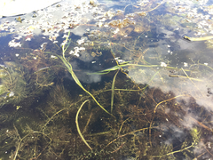 Potamogeton zosteriformis