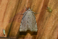 Cutina albopunctella