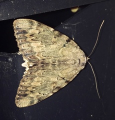 Catocala agrippina