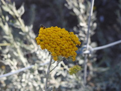 Achillea ageratum