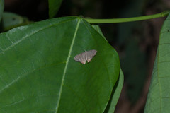 Orudiza protheclaria