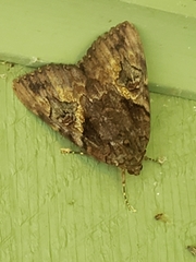 Catocala muliercula