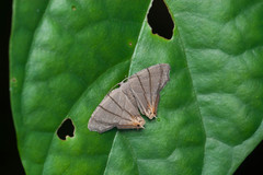 Orudiza protheclaria