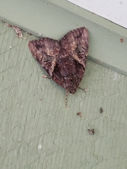 Catocala muliercula