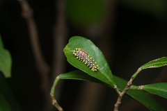 Cyclosia papilionaris