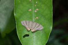 Orudiza protheclaria