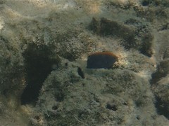 Pomacentrus chrysurus