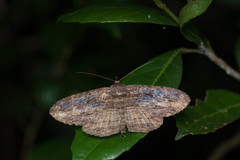 Anisoneura salebrosa