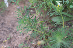 Teucrium pseudochamaepitys