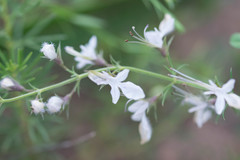 Teucrium pseudochamaepitys