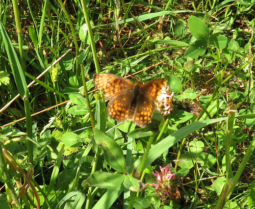 Paprastoji Šaškytė