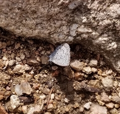 Celastrina echo sidara