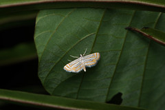 Parapoynx villidalis