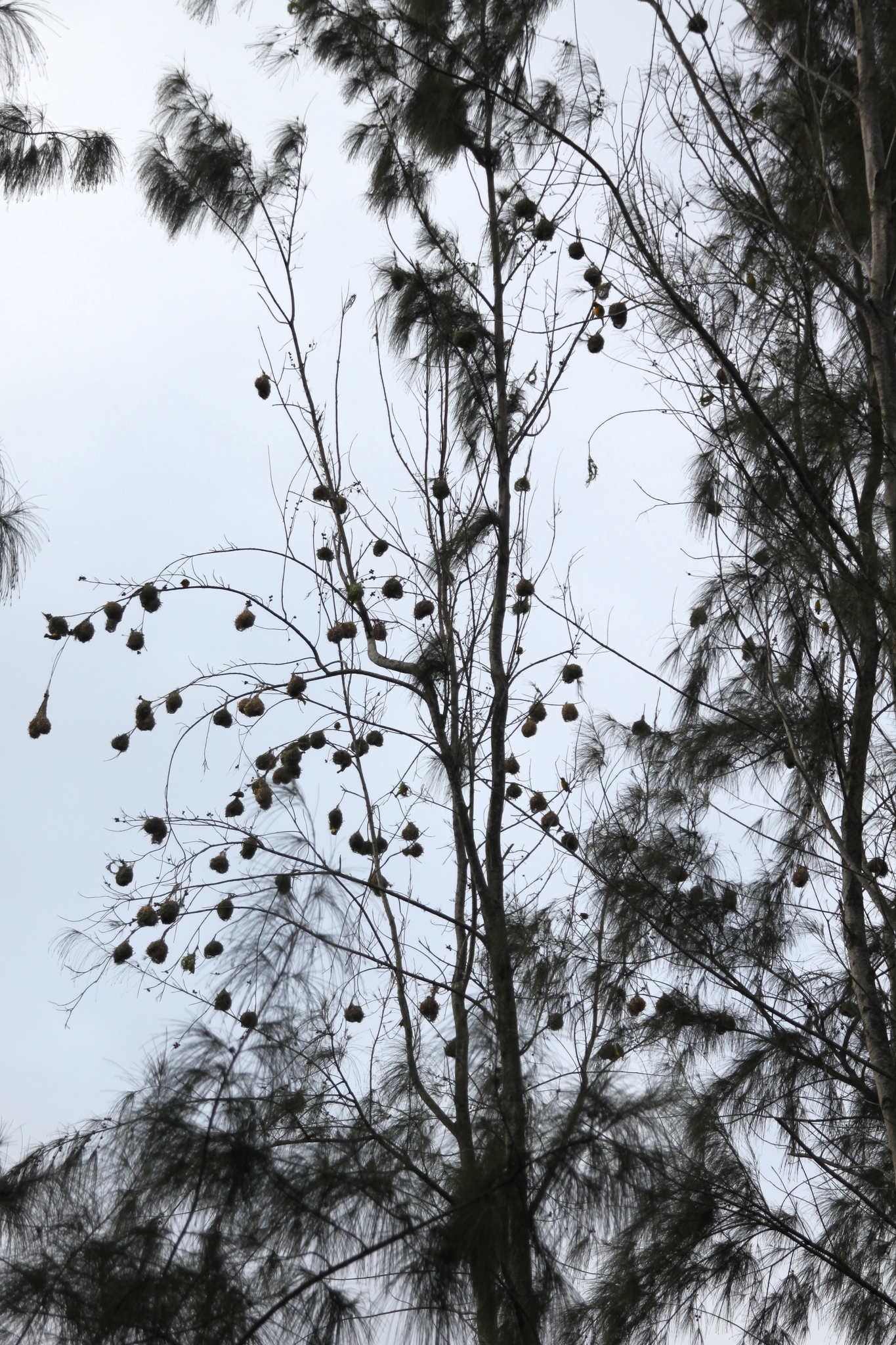 Village Weaver (Ploceus cucullatus)