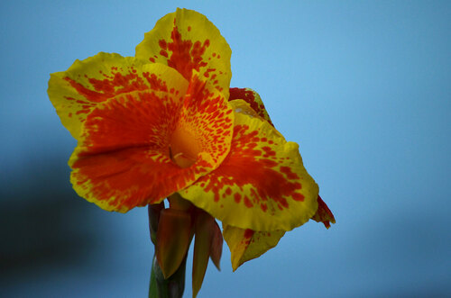Canna × hybrida