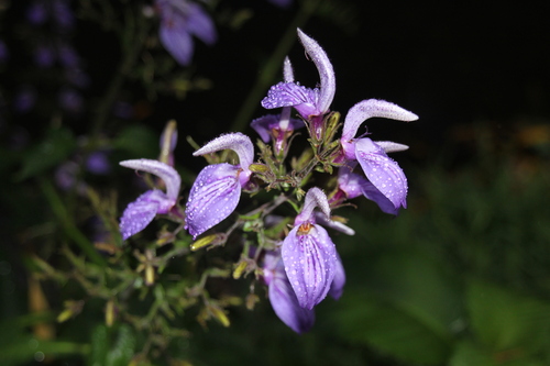 Tropical Giant Salvia