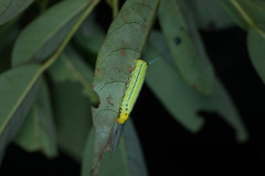 Macroglossum passalus