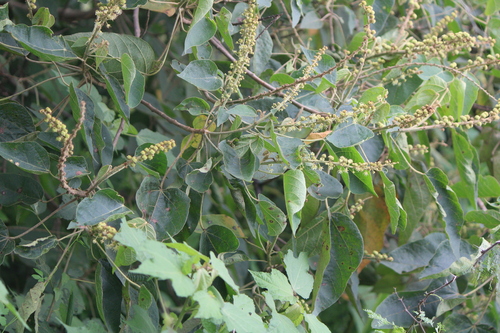 Croton draco - Leaves