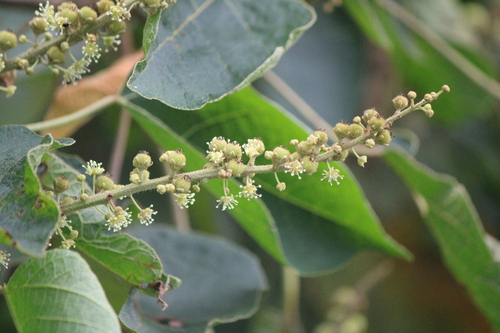 Croton draco - Whole tree